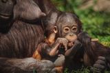 Orangutan baby in the arms of its mother with her nipple available to feed